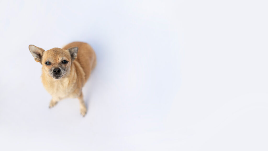 En liten hund sitter ner framför en vit bakgrund.